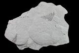 Pennsylvanian Fossil Fern (Neuropteris) Plate - Kentucky #154683-1